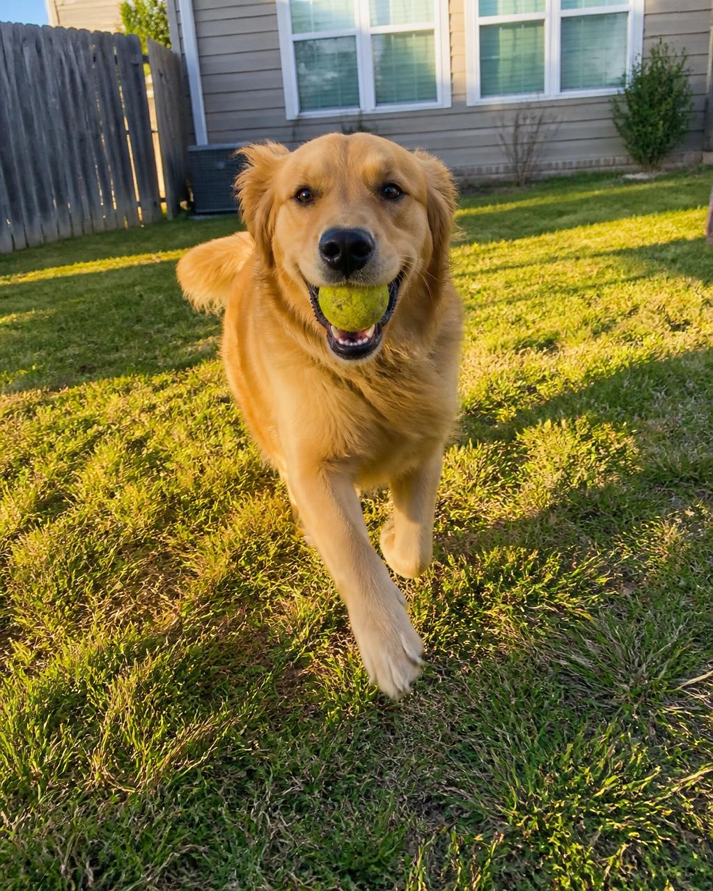 Fetch break in the backyard