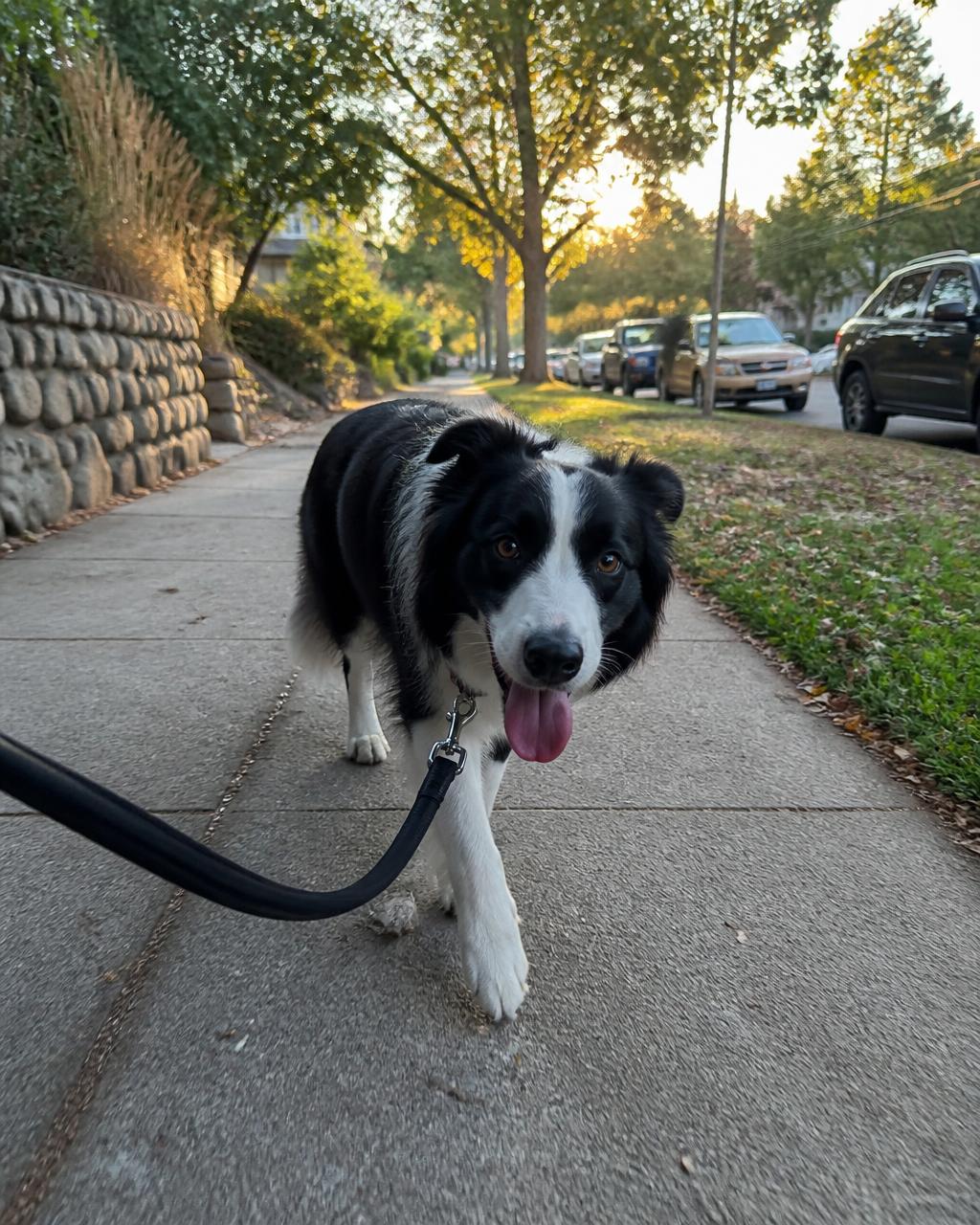 Neighborhood walk at golden hour