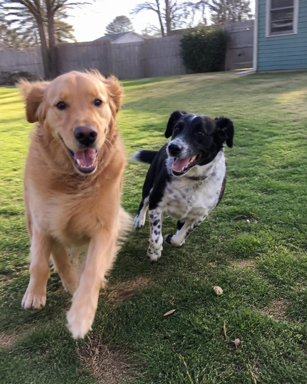 Backyard play date